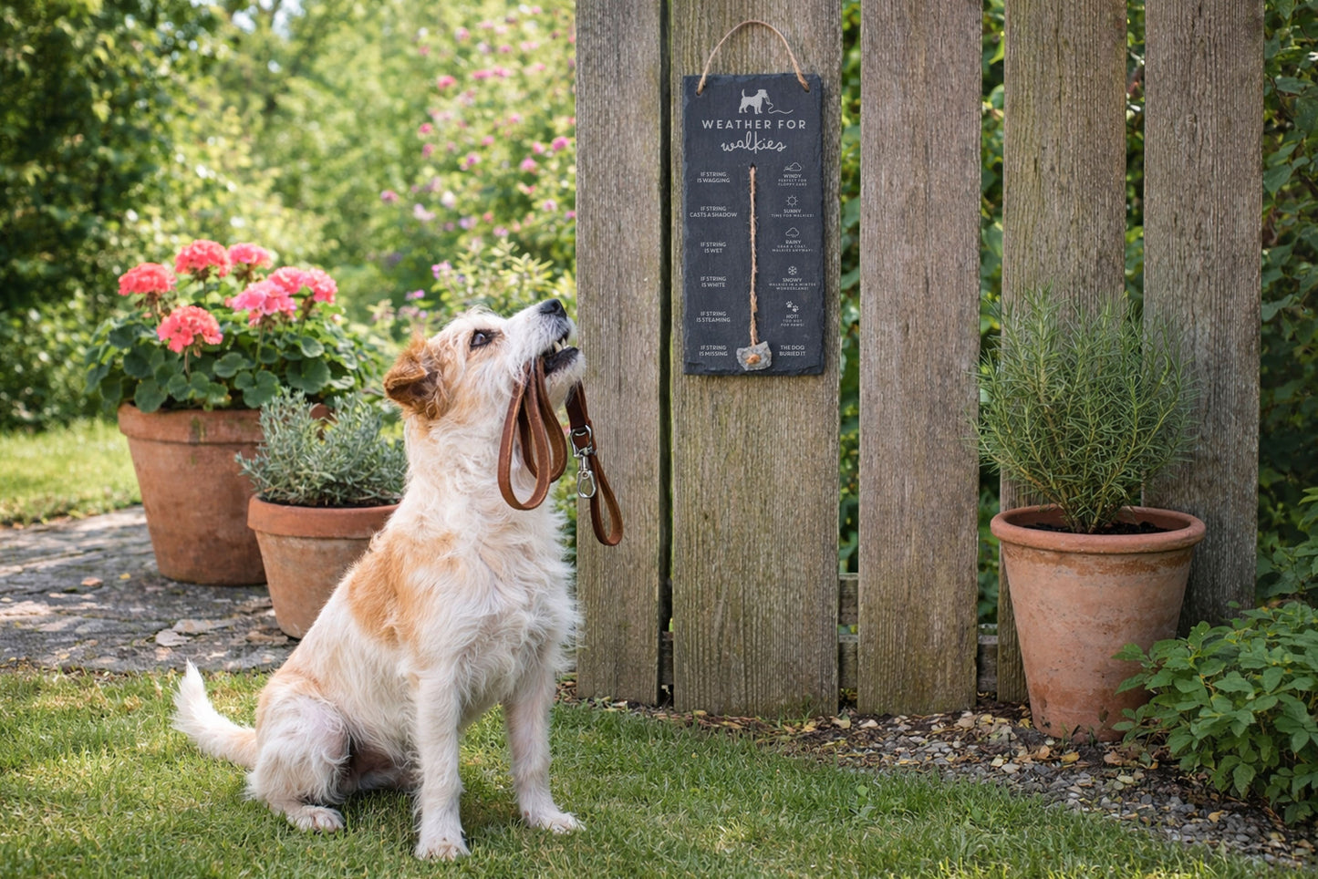 Humorous Dog Weather Slate Sign – 'Weather for Walkies' Home Decor